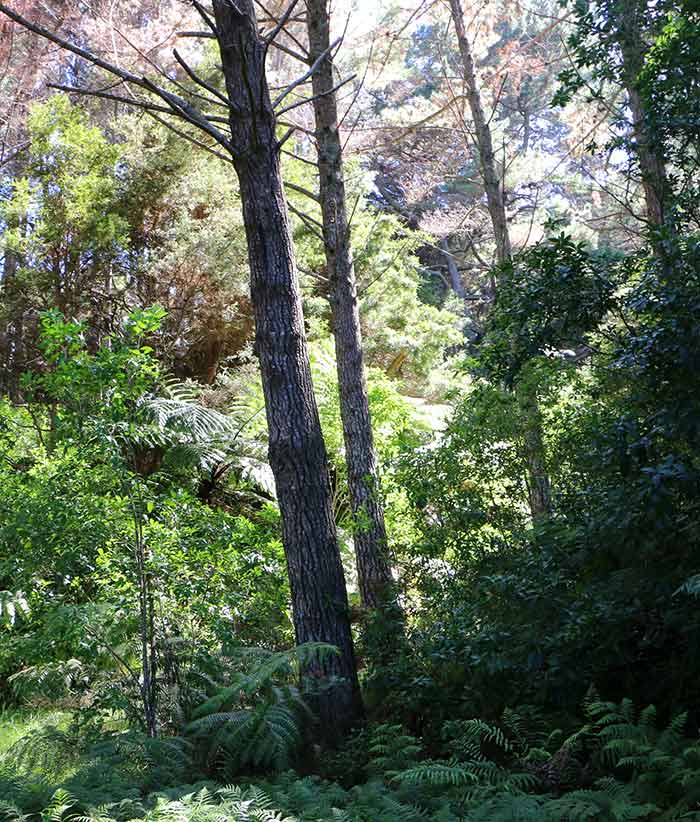 Picture of forest in New Zealand
